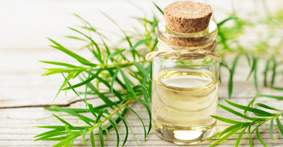 Tea Tree Oil Benefits & Uses